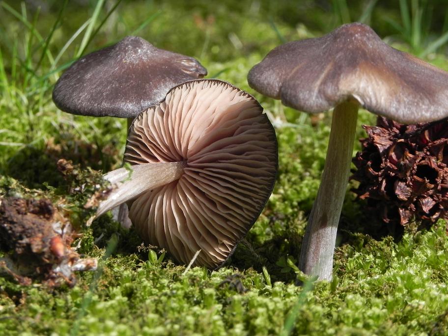 Entoloma vernum